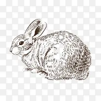 矢量多毛兔子