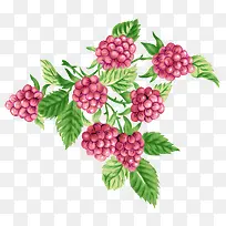 手绘蔓越莓
