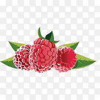 蔓越莓红莓