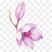 美丽的紫色玉兰花水墨图