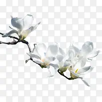 春季白玉兰花