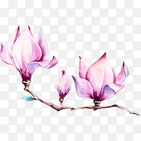 手绘漂亮紫色玉兰花