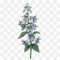 老式手绘鲜花花卉素材38