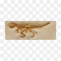 棕色小恐龙化石实物