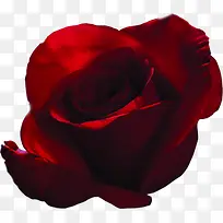 大红鲜红色玫瑰花