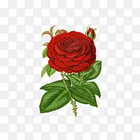 一朵怒放的大红玫瑰