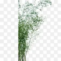 绿色飘散的竹林