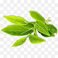 绿色春茶茶叶植物