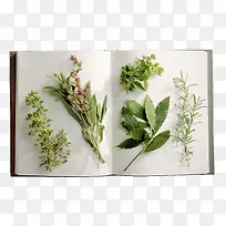 桂花花蕊叶子标本