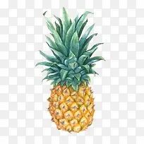 卡通手绘菠萝水果