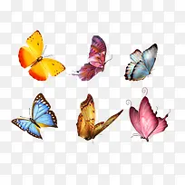 五彩缤纷的蝴蝶