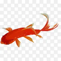 红金鱼