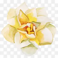 水彩黄色花朵简图