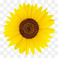 黄色有观赏性向日葵一朵大花实物