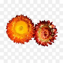 两朵蜡菊花