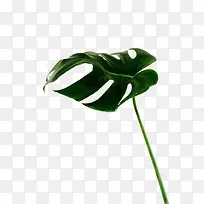 绿色芭蕉叶子植物