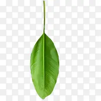 热带植物叶子4