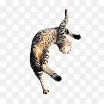 跳跃的猫