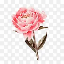 手绘粉色牡丹花朵