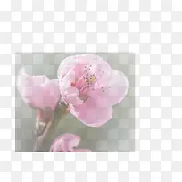 春天 草地 桃花 梨花 渐变透明元素32