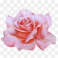 粉色手绘玫瑰花装饰