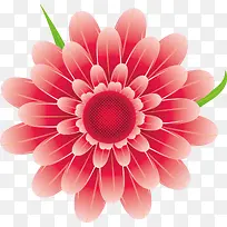 菊花粉色