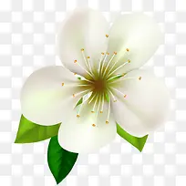 唯美艺术白色鲜花