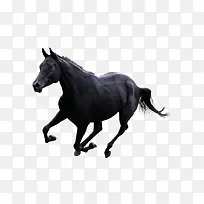 一匹黑色的马