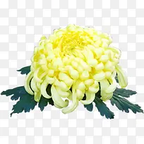 黄色菊花