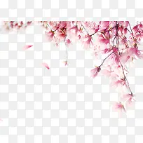 垂落的花枝