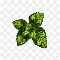 绿色薄荷手蔬菜瓜果绘插画免抠下