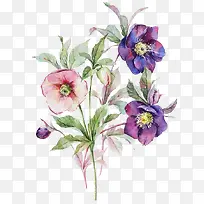 粉色与蓝紫色菊花素材