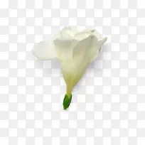 清香自然植物枝叶花瓣