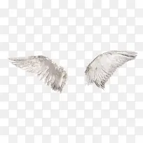 天使的翅膀实物图