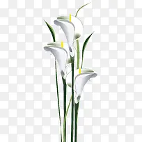立体百合花白色百合花