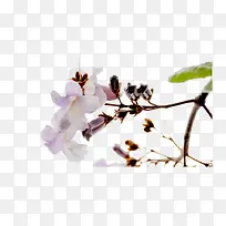 紫色梧桐花