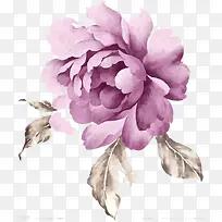 牡丹花水彩画