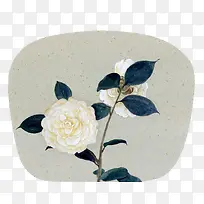 水彩白色月季鲜花