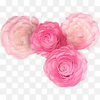四朵粉红玫瑰花