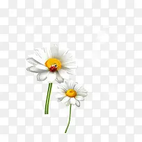 小雏菊