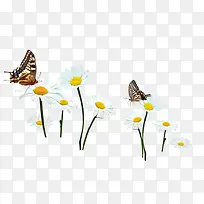 白色野花蝴蝶装饰图案