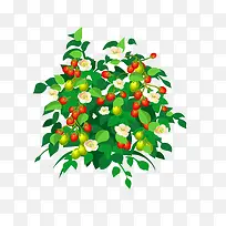 白花果树