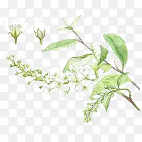 手绘绿色植物免抠图