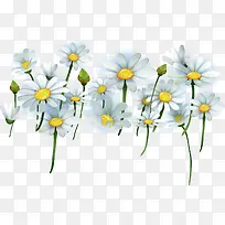 矢量手绘白色小雏菊