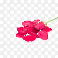 一堆红色玫瑰花瓣
