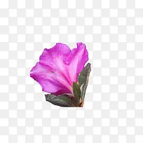 一朵绽放带叶子的紫色杜鹃花