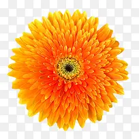 橙黄色有观赏性盛开的一朵大花实
