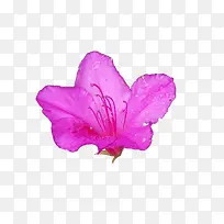 一朵绽放的带花蕊紫色杜鹃花