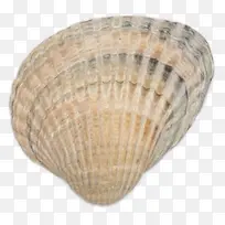 小贝壳