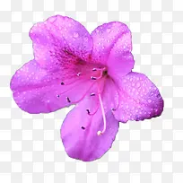 一朵绽放的紫色杜鹃花